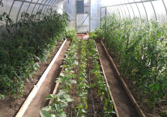 Växande grödor i ett växthus