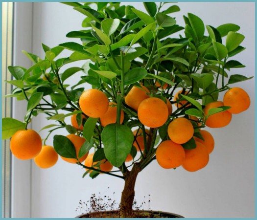 kumquat în creștere