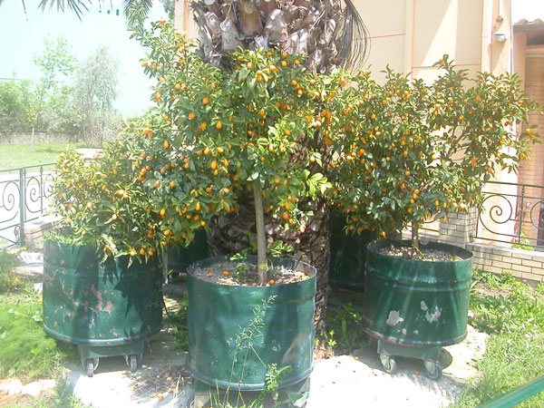 Kumquats în creștere