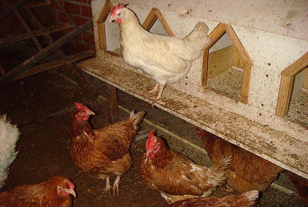 élevage de poulets