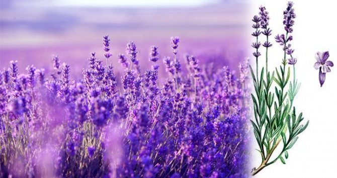 Growing lavender, description
