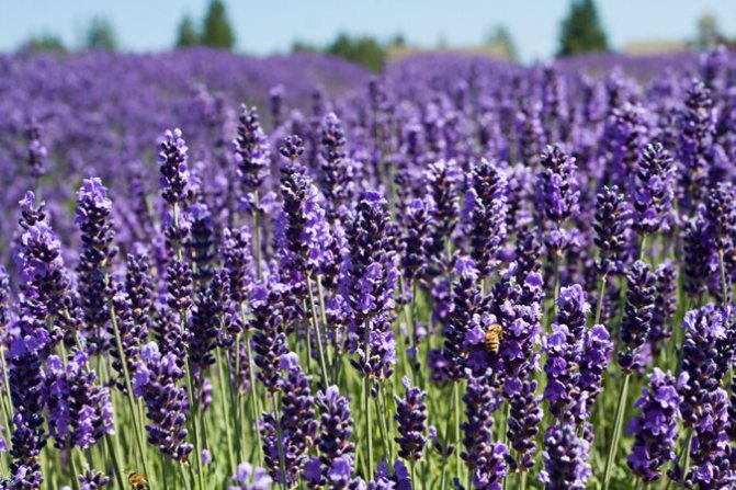 lavender yang tumbuh