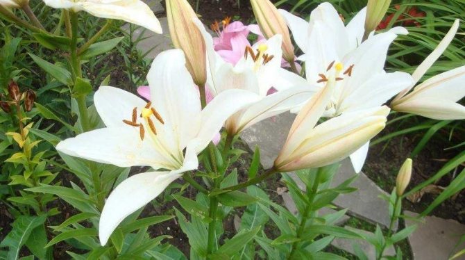 growing lilies