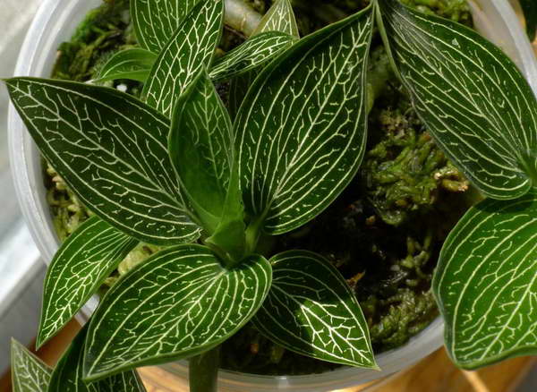 Growing ludisia at home photo