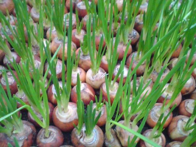 Pěstování cibule ze semen ve skleníku v zimě