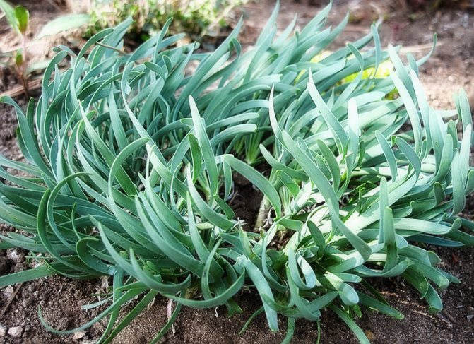 Pěstování cibule na otevřeném poli: výsadba, péče, sklizeň