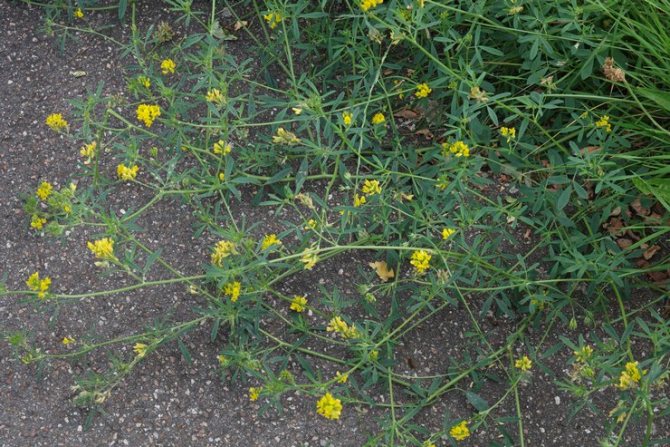 Lumalagong alfalfa bilang forage grass
