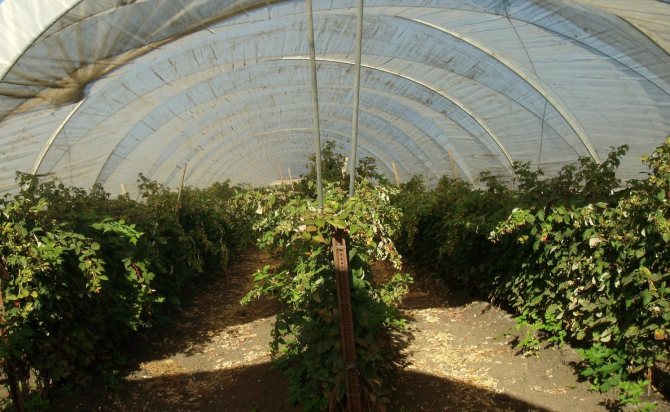 Växande hallon i ett växthus året runt