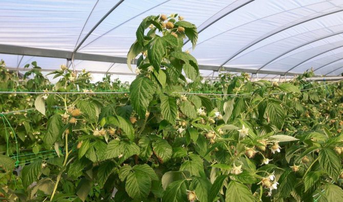 Growing raspberries in a greenhouse