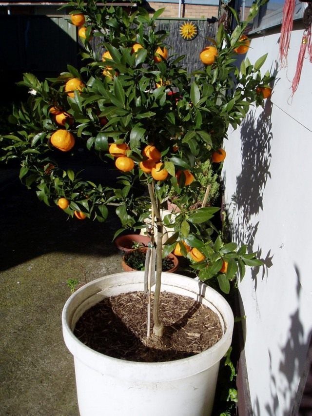 Tangerine tumbuh dengan buah-buahan