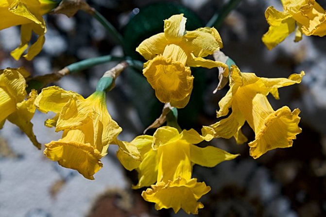 Tumbuh daffodil di ladang terbuka: penyediaan, penanaman, penjagaan