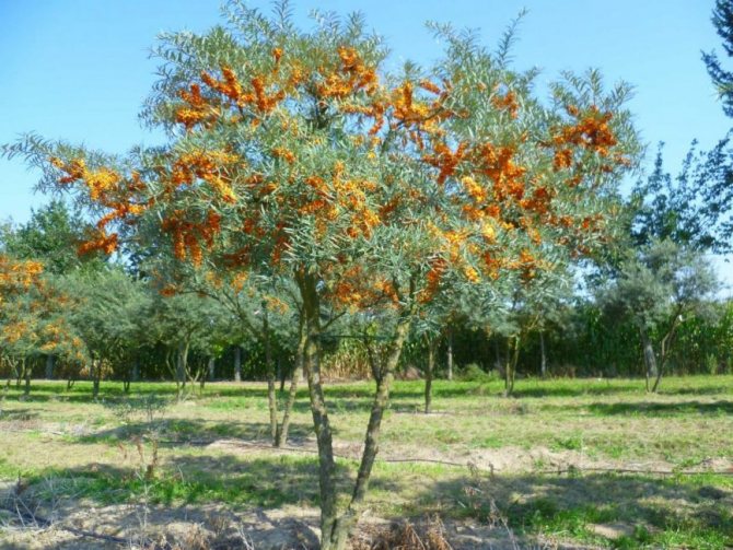 Growing sea buckthorn is not a troublesome business