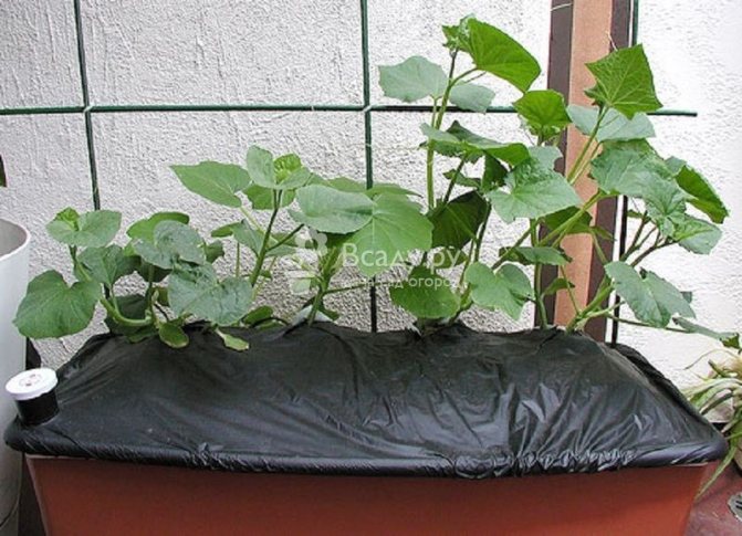 Growing cucumbers on the balcony under the film