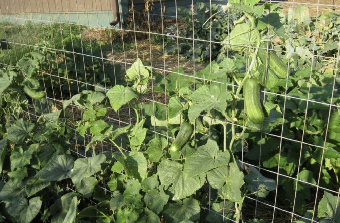 Growing cucumbers on a grid