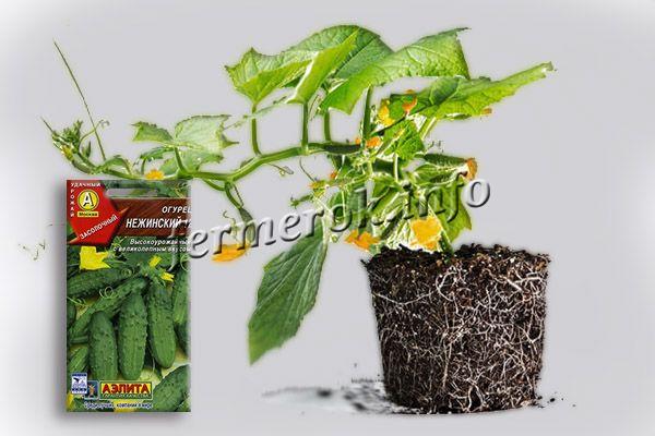 Growing cucumbers of the Nezhinsky variety begins with proper planting in the ground