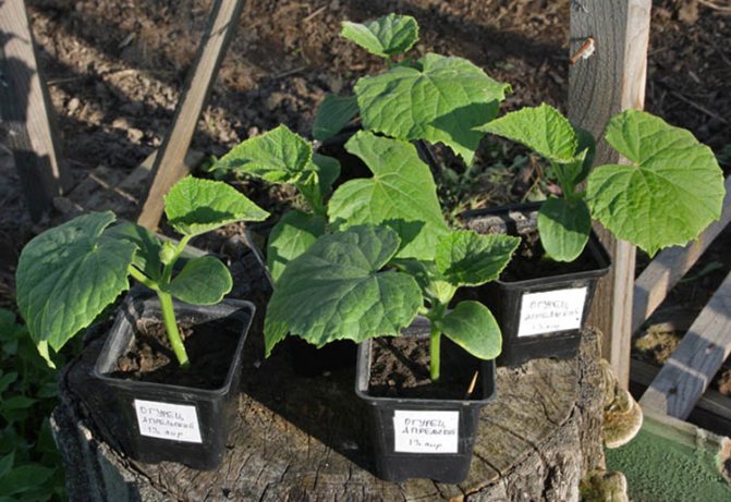 Cultivarea castraveților în câmp deschis: reguli și recomandări