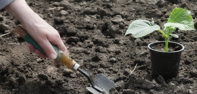 Pěstování okurek na otevřeném poli: pravidla a doporučení