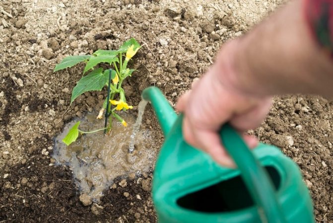 Pěstování okurek na otevřeném poli: pravidla a doporučení