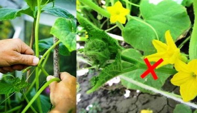 Growing cucumbers in the open field: rules and recommendations