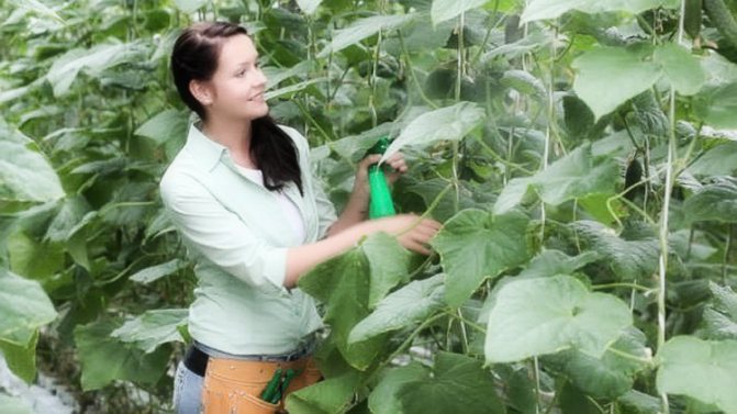 Growing cucumbers in the open field: rules and recommendations