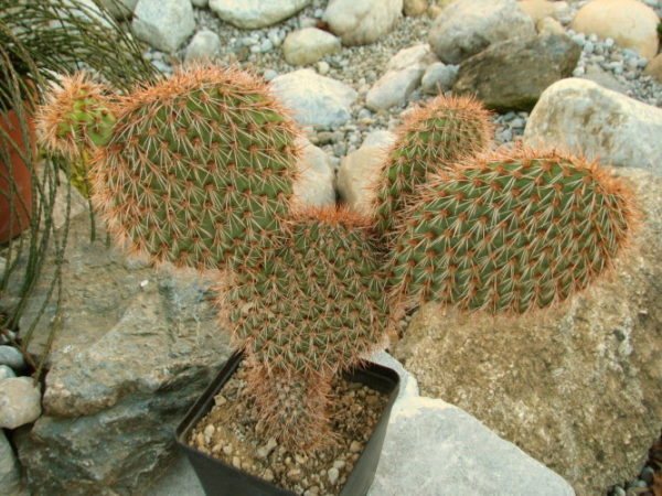 Growing prickly pears in a pot.