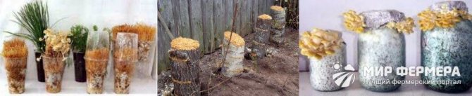 Growing honey agarics at home