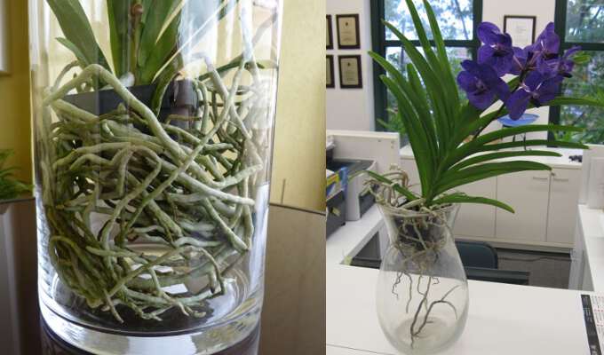 growing orchids without soil
