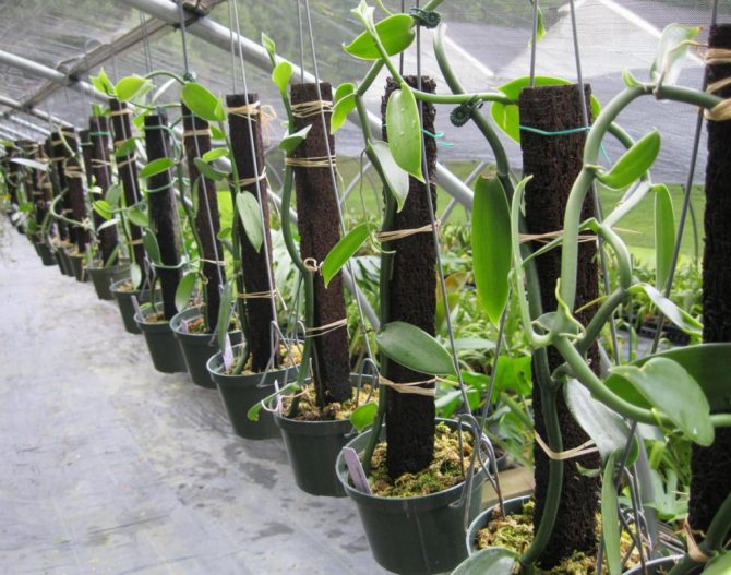 Växande vaniljorkidéer