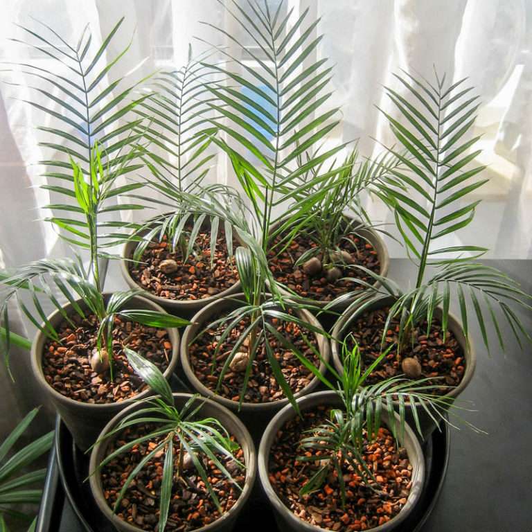 Eine Palme aus Samen züchten - Ein umfassender Leitfaden für Anfänger