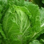 Growing Chinese cabbage in the Urals