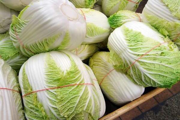 paglilinang ng Chinese cabbage