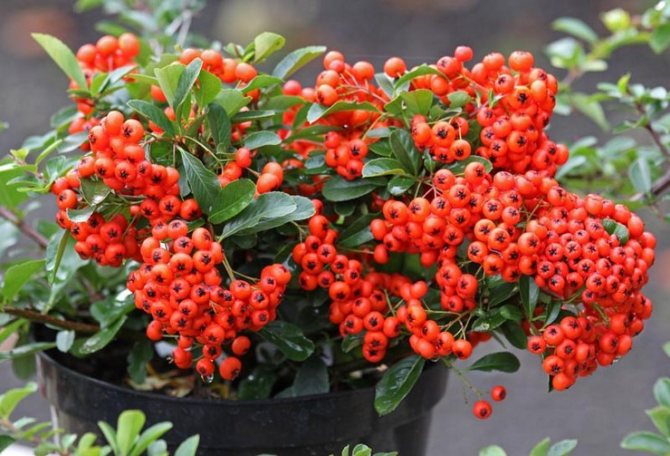 Growing pyracantha seeds from seeds