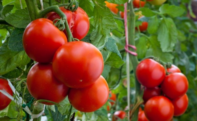 odlar tomater