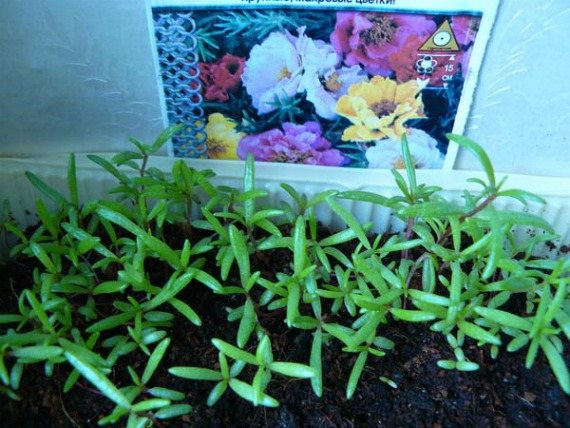 Growing purslane from seeds at home