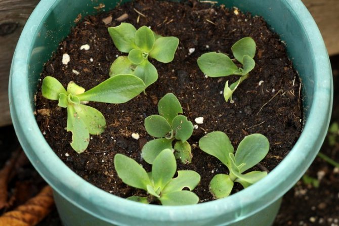 Växande primula från frön
