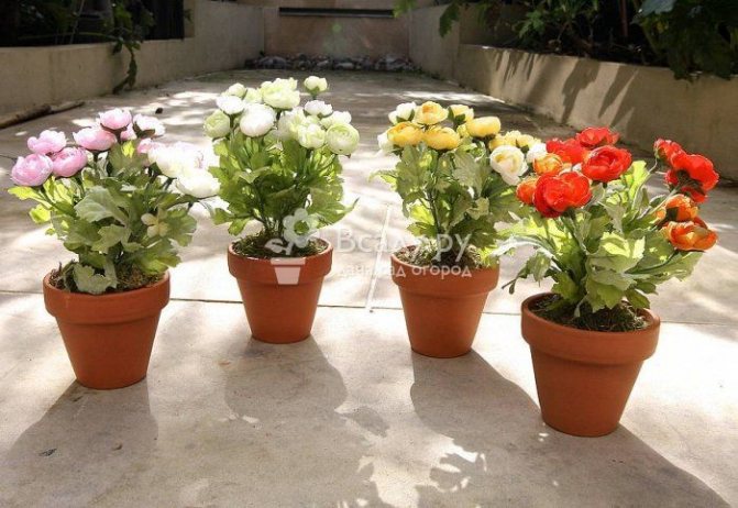 Growing ranunculus in pots at home