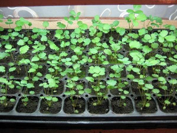 lumalagong mga seedling ng strawberry sa bahay