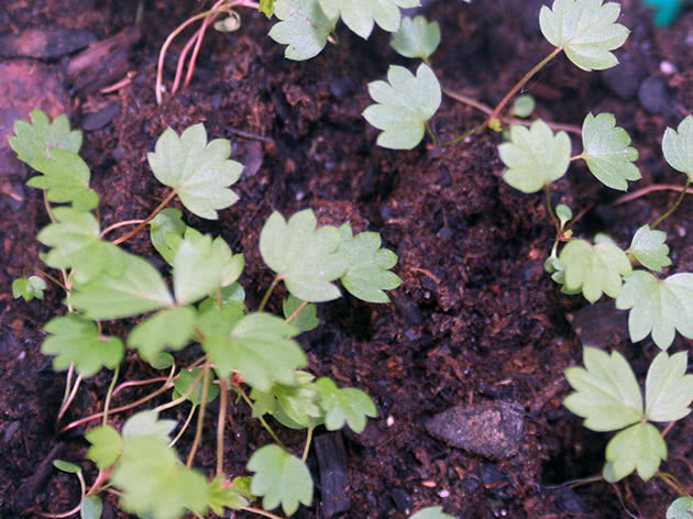 Growing strawberry seedlings at home