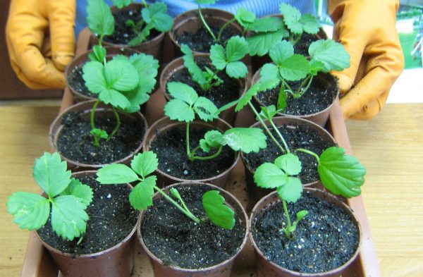 Lumalagong mga seedling ng strawberry
