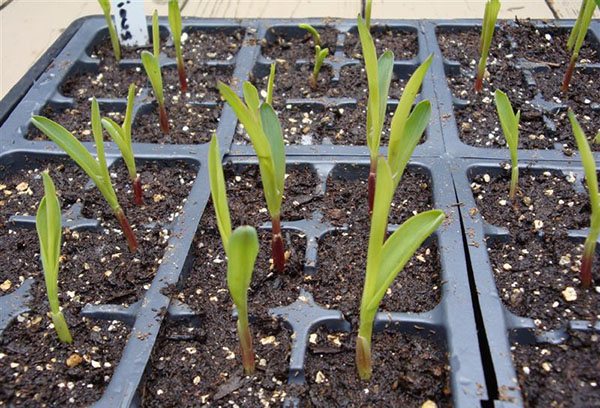 Growing corn seedlings