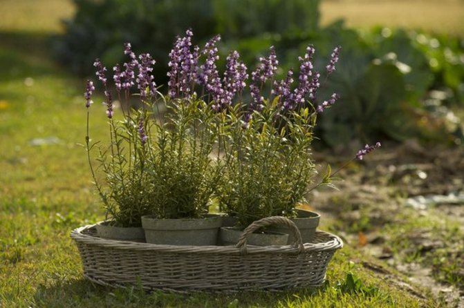 Wachsende Lavendelsämlinge aus Samen