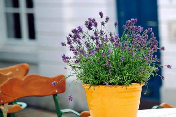 Menanam anak benih lavender dari biji