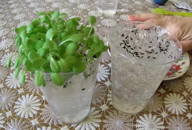 Growing seedlings on a hydrogel photo