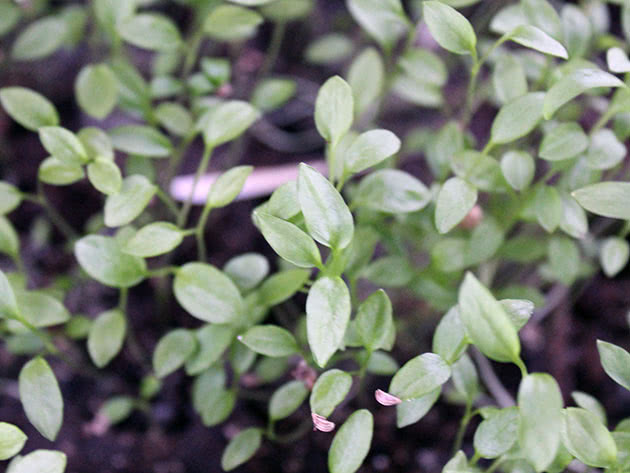 Growing parsley seedlings