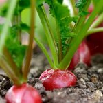 Growing radish - photo