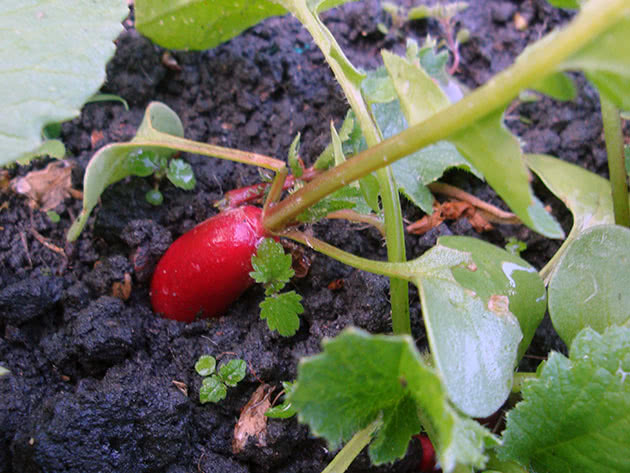 Growing radishes from seeds in the garden