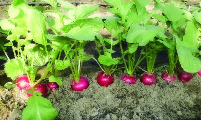 Growing radish outdoors: tips and tricks