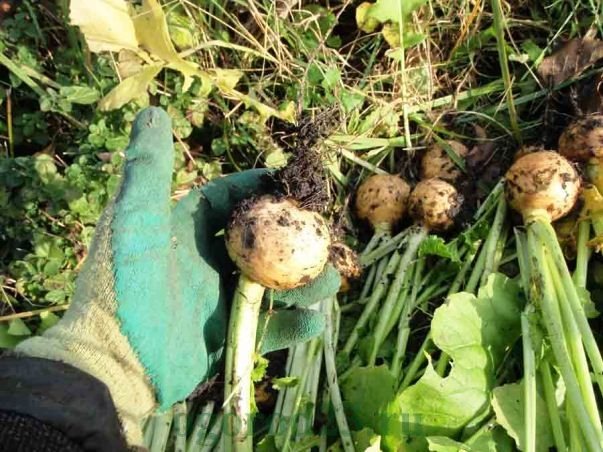 growing turnips 4