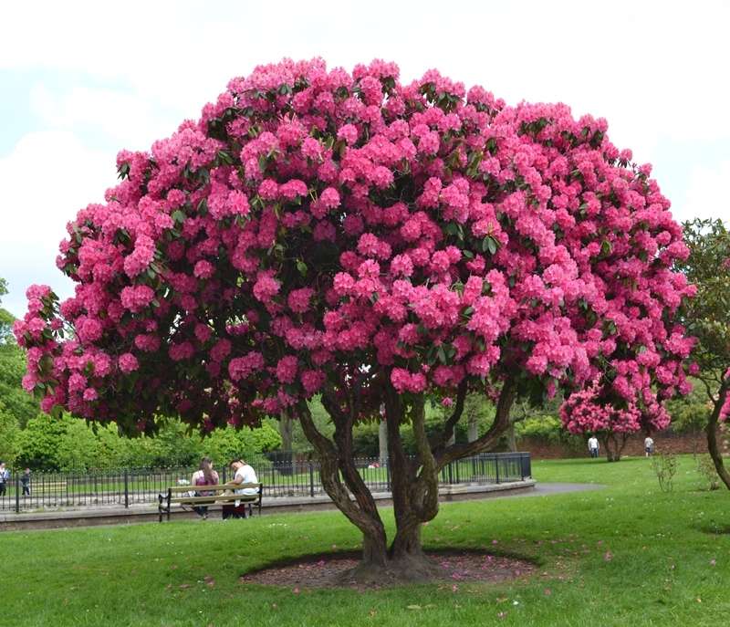 Växande rododendroner och växtvårdstips