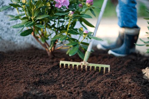 Growing rhododendrons and plant care tips